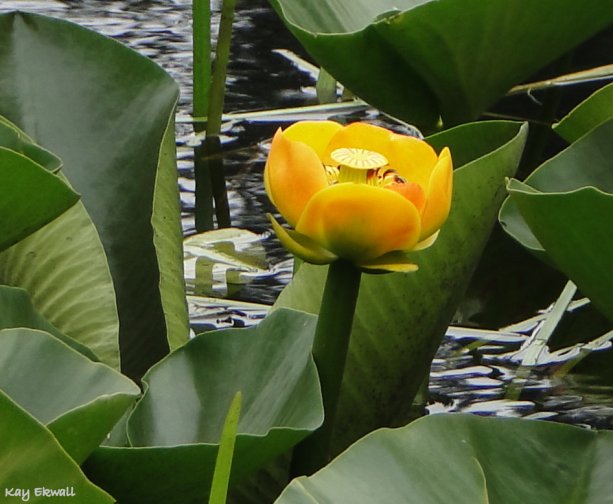Indian Pond Lily/Nuphar polysepalum
